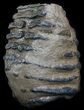 Partial Southern Mammoth M Molar #35939-3